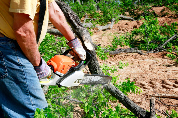 Best Arborist Services Near Me  in Magnolia Springs, AL